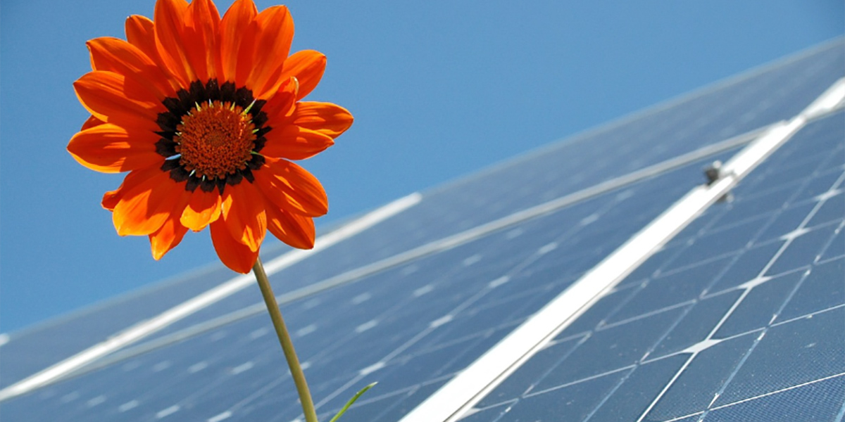 Il fotovoltaico aiuta la biodiversità: gli impollinatori triplicano